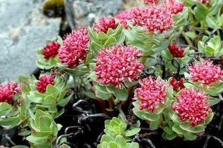 Rhodiola rosa, um die Erhöhung der Tinkturkraft vorzubereiten